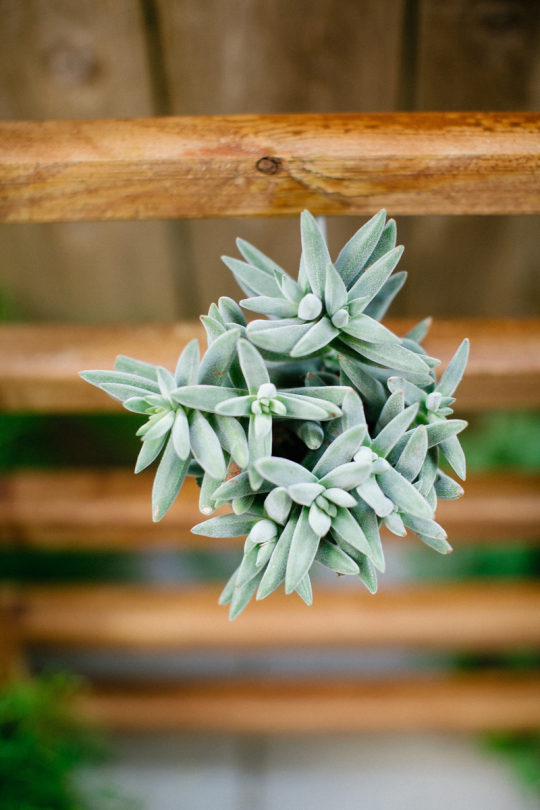 photo of a succulent up close on a wooden planter
