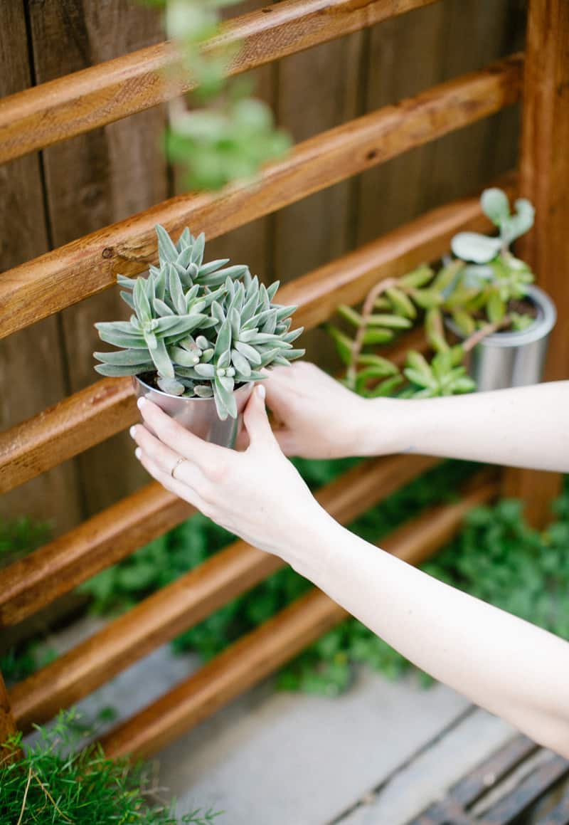 photo of hanging a succulent on a vertical planter