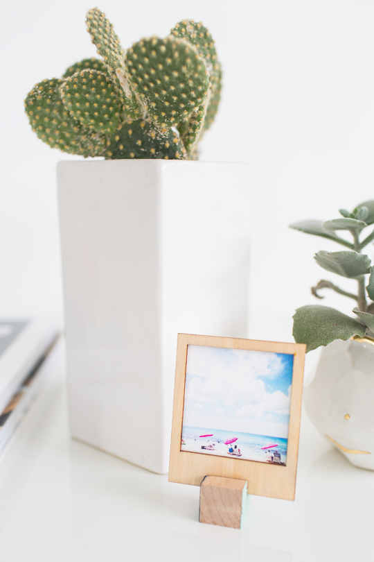 photo with cactus in a vase  - what to do with polaroids