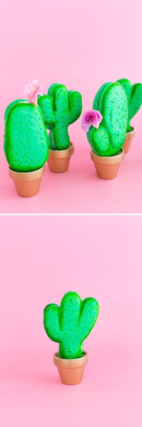 DIY potted cactus macarons | sugar & cloth