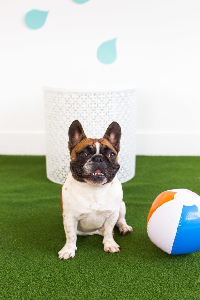 DIY Pool Float Costume For The Pups by Ashley Rose of Sugar & Cloth, a lifestyle blog in Houston