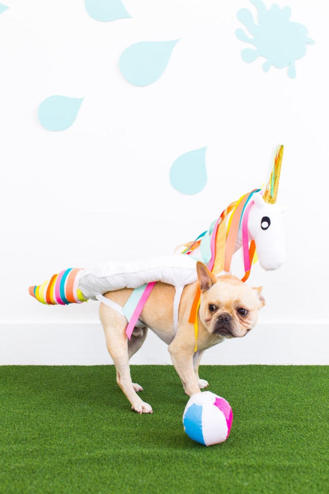 DIY Pool Float Costume For The Pups by Ashley Rose of Sugar & Cloth, a lifestyle blog in Houston