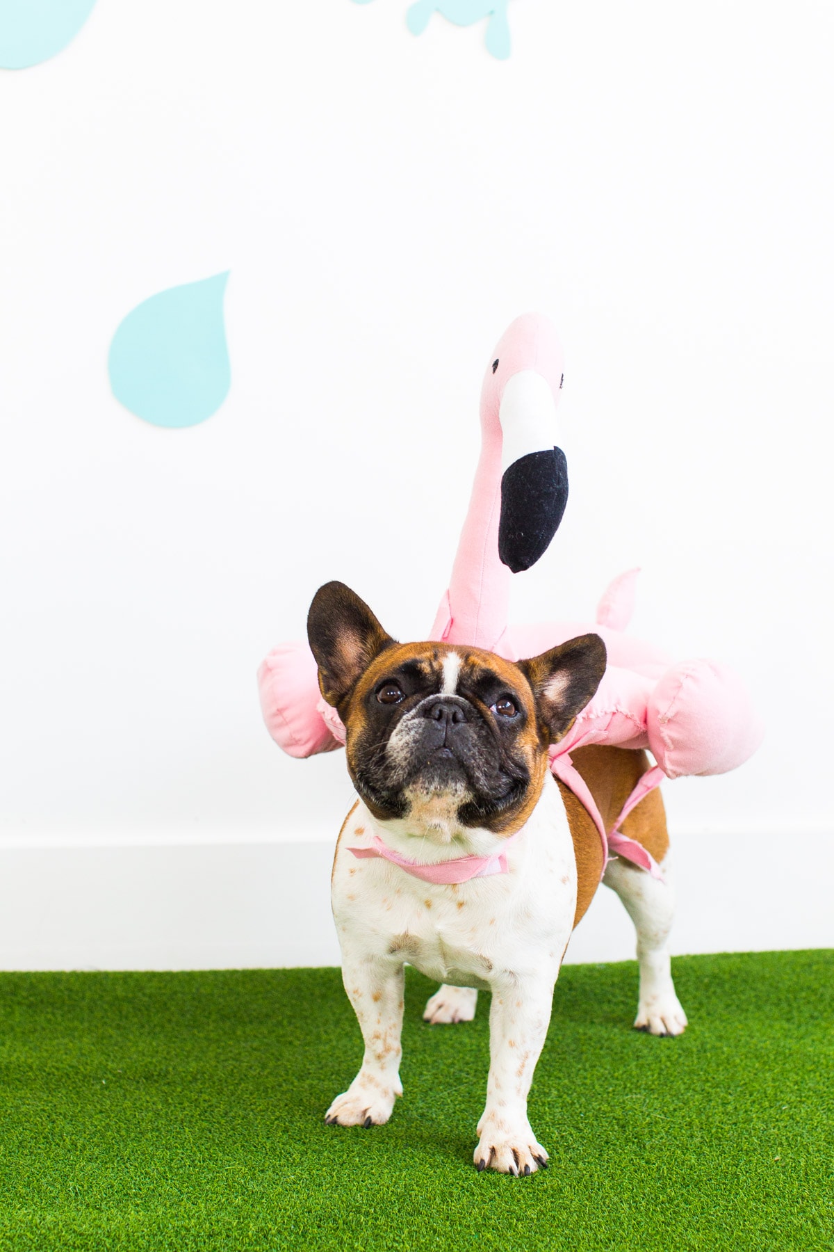 DIY Pool Float Costume For The Pups Sugar & Cloth