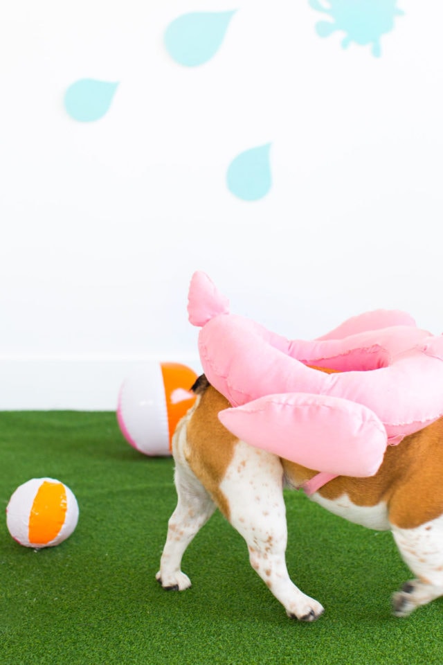 Diy Pool Float Costume For The Pups