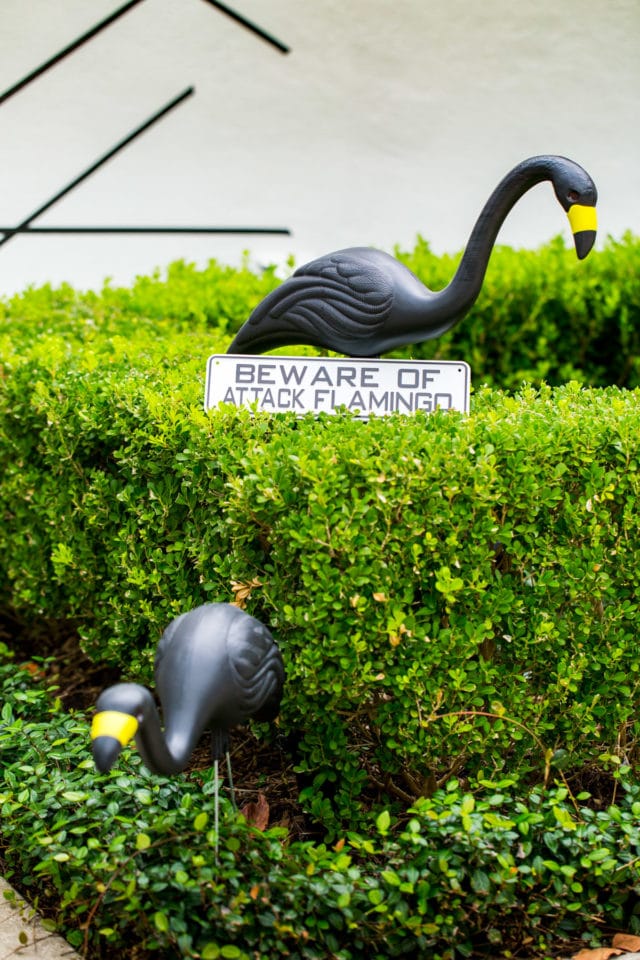 beware of the attack flamingos! - Palm Springs Inspired Halloween Entryway Decor & Product Round Up by top Houston lifestyle blogger Ashley Rose - #halloweendecor #halloween #decor #home #holidays #curbappeal #palmsprings #midcentury