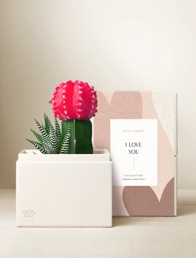 Hoya Heart Cactus Love Garden for unique valentines day gifts