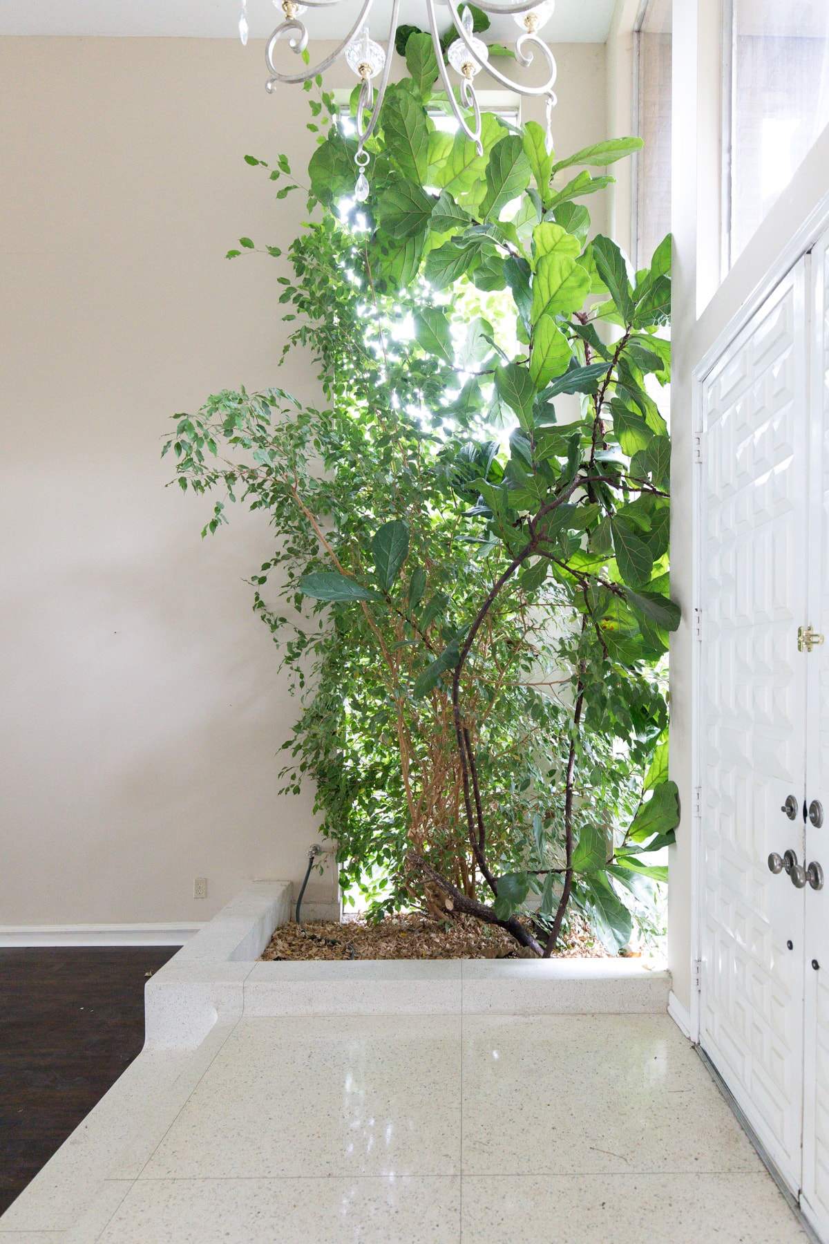 the stunning fiddle fig in the living room foyer! - One Room Challenge Week 1: The Before Photos of Our Living Room + Dining Room by top Houston lifestyle blogger Ashley Rose of Sugar and Cloth #decor #homedecor #diy #interiors #renovations
