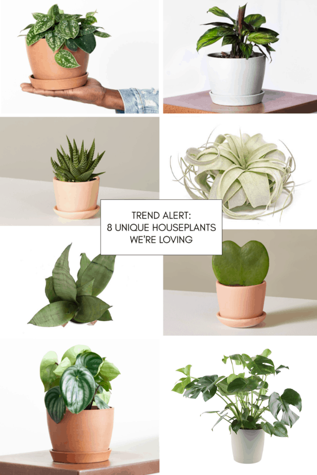 Trend Alert: 8 Unique Houseplants We’re Loving by top Houston lifestyle blogger Ashley Rose of Sugar & Cloth