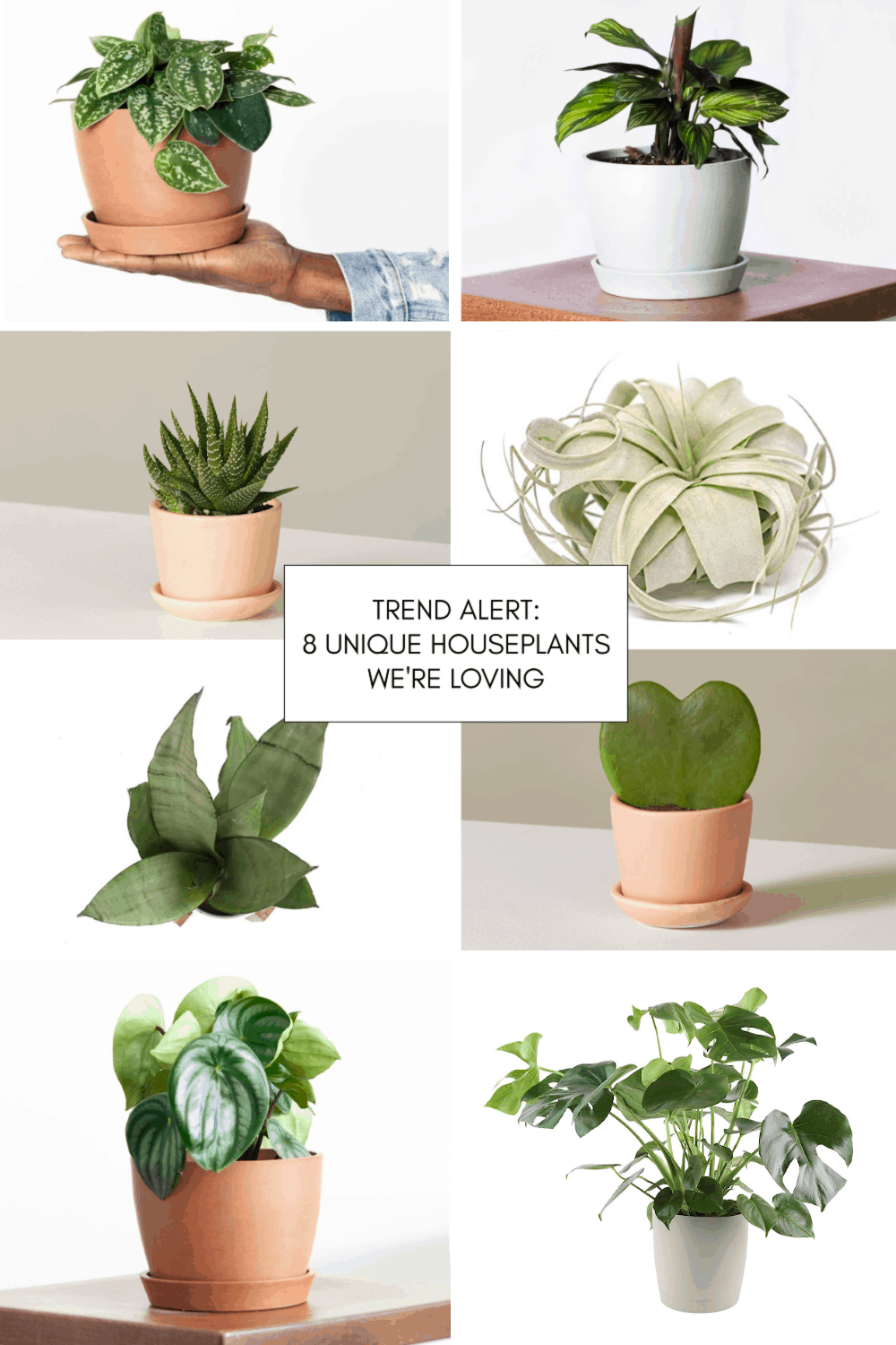 wimper aanvulling Leger Trend Alert: 8 Unique Houseplants We're Loving — Sugar & Cloth