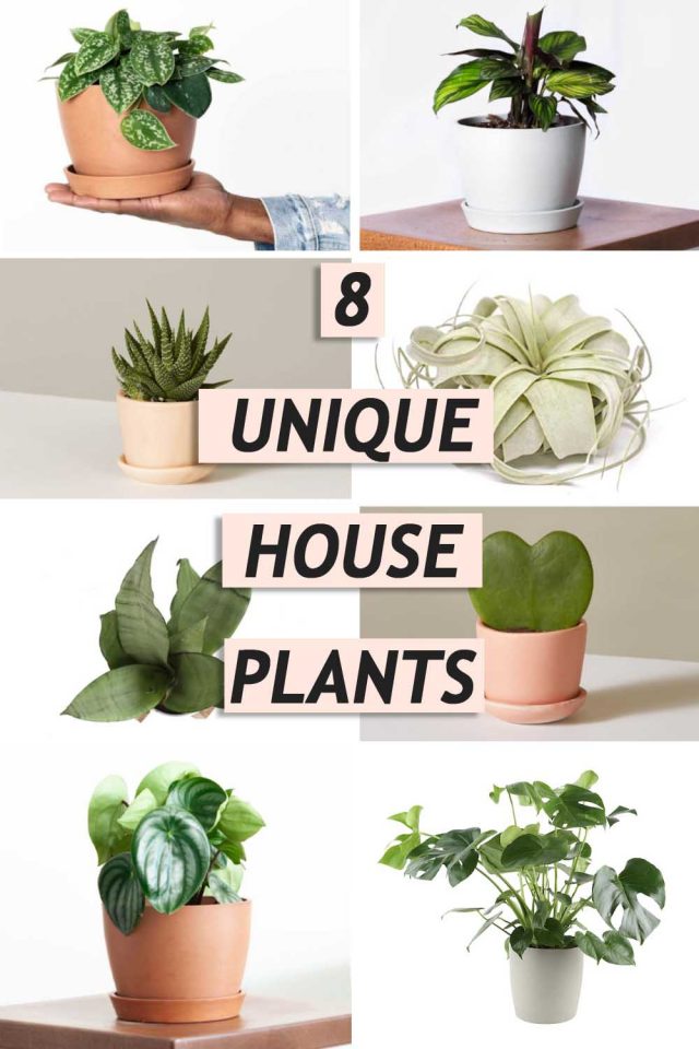 8 unique house plants were loving graphic by sugar and cloth