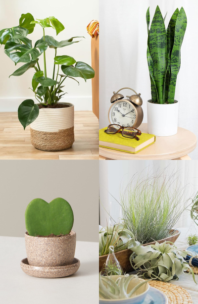 Unique House Plants