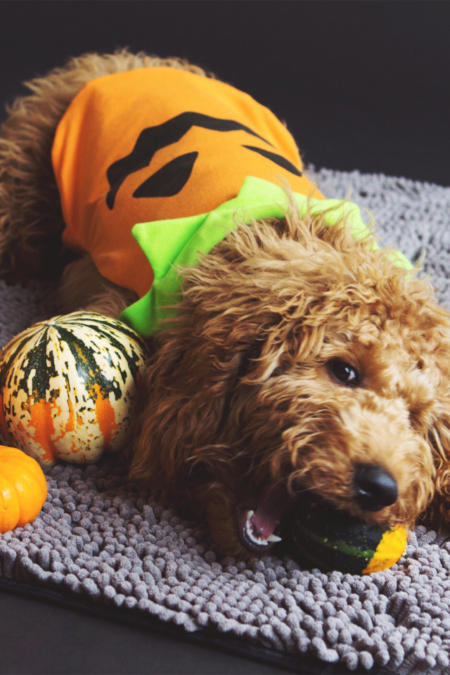 20 Best Couple and Dog Halloween Costumes