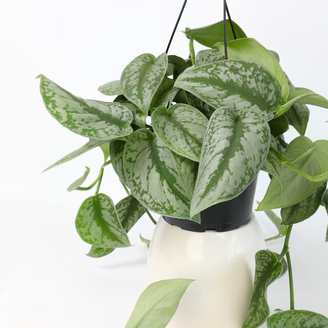 Scindapsus pictus or Altman Plants Pothos Silver Vine House Plant for unique houseplants 