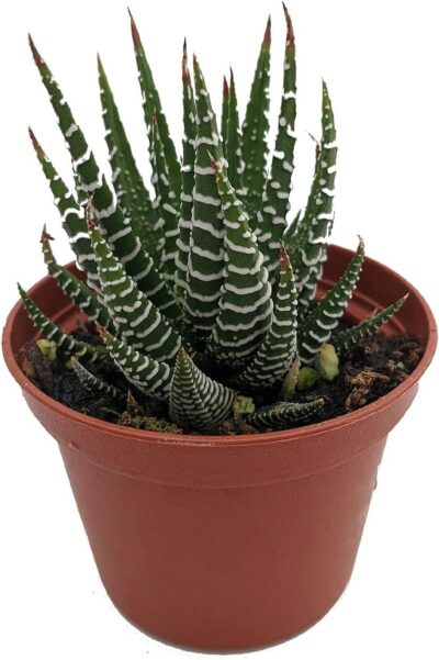 Zebra Plant - Haworthia fasciata - Easy to Grow/Hard to Kill Succulent- 2.5" Pot