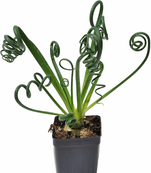 Frizzle Sizzle Plant: Albuca Spiralis for easy houseplants