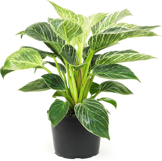 Birkin Philodendron for unique houseplants