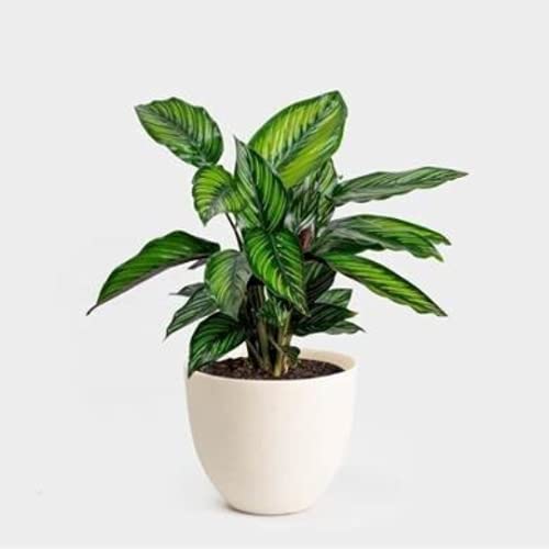 American Plant Exchange Live Calathea Beauty Star Plant, Prayer Plant, Plant Pot for Home and Garden Decor, 6" Pot