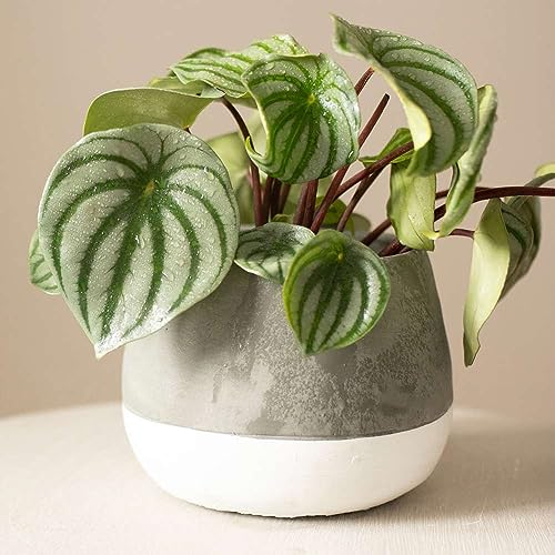 Peperomia 'Watermelon' Live Plant for Indoor | Different Houseplants in 4'' & 6'' Pot | Real House Plant Decor for Living Room, Office, Desk & Bathroom | Watermelon Begonia | Peperomia argyreia