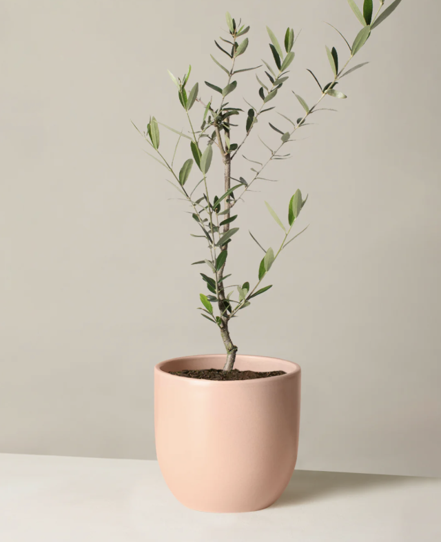 olive tree from the sill for a hostess gift idea