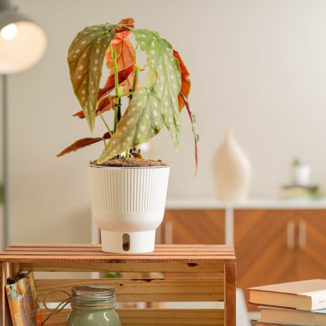 Polka Dot Begonia: Begonia Maculata