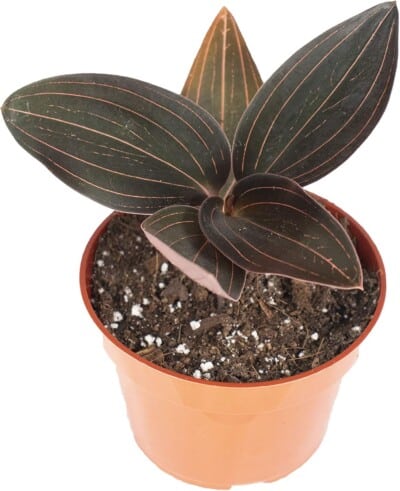 Black Jewel Orchid (Ludisia discolor)