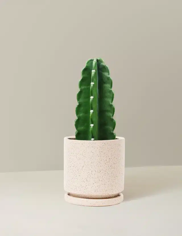 Cuddly Cactus for unique houseplants