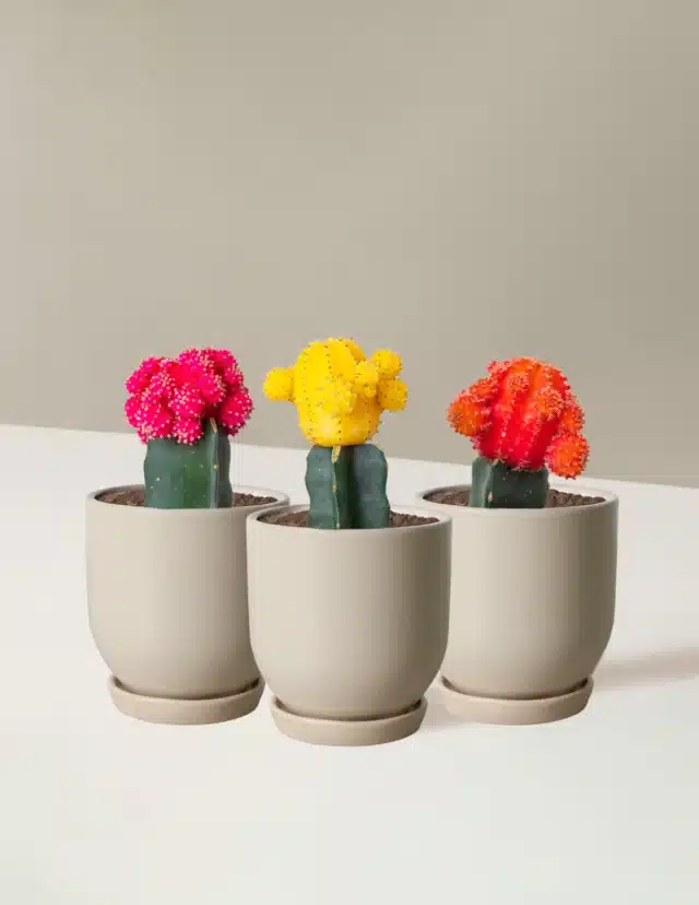 The Sill Moon Cactus for birthday gifts